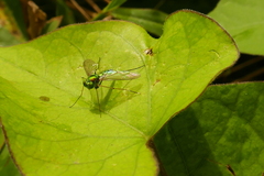 Chrysosoma leucopogon