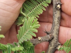 Vachellia rehmanniana