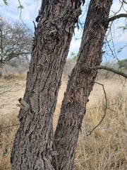 Vachellia rehmanniana