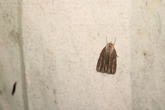 Acronicta lithospila