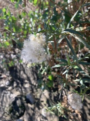 Baccharis salicifolia