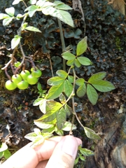 Solanum appendiculatum