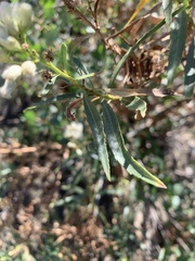 Baccharis salicifolia
