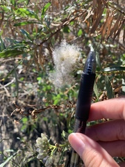 Baccharis salicifolia