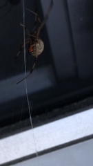 Latrodectus geometricus