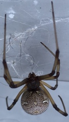 Latrodectus geometricus
