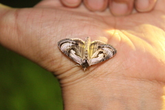Chrysanympha formosa