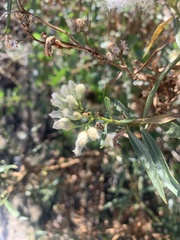 Baccharis salicifolia