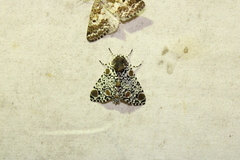 Harrisimemna trisignata