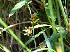 Epipactis veratrifolia