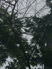 Colaptes campestris campestris