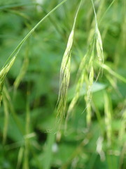 Lolium giganteum