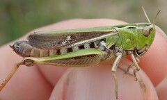 Stenobothrus lineatus