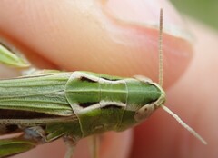 Stenobothrus lineatus