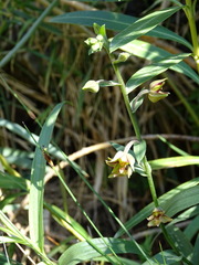 Epipactis veratrifolia