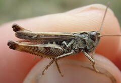 Omocestus haemorrhoidalis