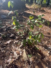 Viburnum acerifolium