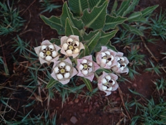 Pachycarpus schinzianus