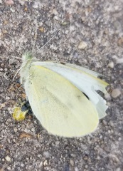 Pieris rapae
