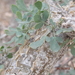 Commiphora gileadensis - Photo (c) Ali Mohammed Alzahrani, algunos derechos reservados (CC BY-NC)