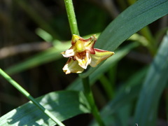Epipactis veratrifolia