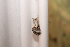 Chrysanympha formosa