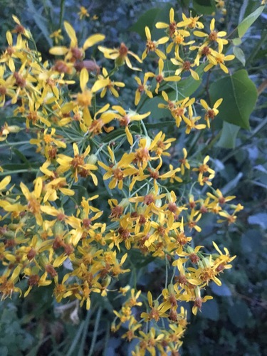 Image of Senecio serra by (c) Anders Hastings, some rights reserved (CC BY)