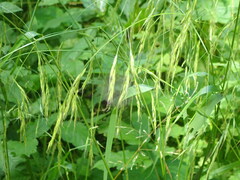Lolium giganteum