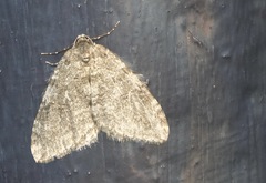 Epirrita dilutata