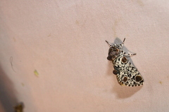 Harrisimemna trisignata