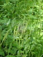 Lolium giganteum