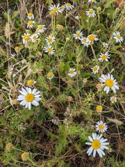 Tripleurospermum inodorum