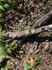 Flavoparmelia caperata