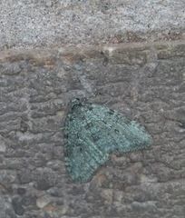 Epirrita dilutata