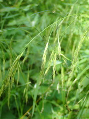 Lolium giganteum