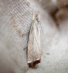 Chrysoteuchia culmella