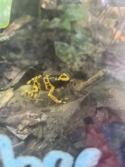 Dendrobates