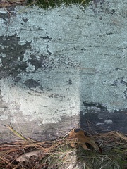 Flavoparmelia baltimorensis