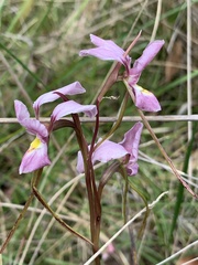 Diuris punctata