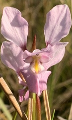 Diuris punctata