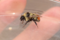 Bombus centralis