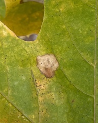 Phyllonorycter joannisi
