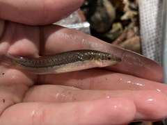 Fundulus olivaceus