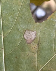 Phyllonorycter joannisi