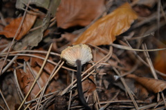 Gymnopus brassicolens