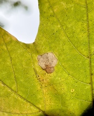 Phyllonorycter joannisi