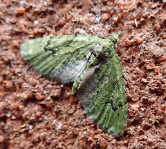 Chloroclystis v-ata