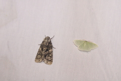 Acronicta