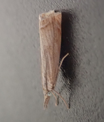 Chrysoteuchia culmella