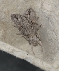 Lithophane leautieri